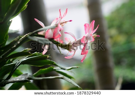 Zygocactus Truncatus flowers like birds  Royalty-Free Stock Photo #1878329440