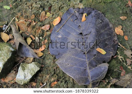 Teak leaves that have dried dark brown fall on the ground