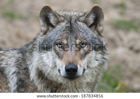 European grey wolf, Canis lupus Royalty-Free Stock Photo #187834856