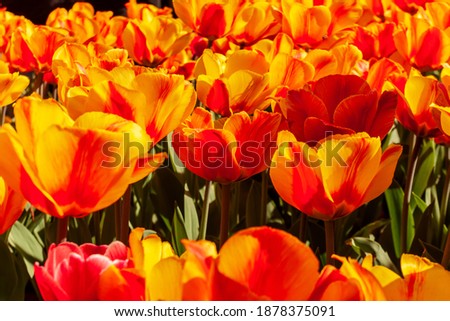 Tulips Flower Color Yellow with flashed of deep red. Tulip Darwin Hybrid Oxford Elite.