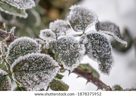 Frost on the leaves of a rose plant in nature.