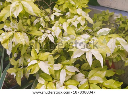 beautiful leaves for home decoration