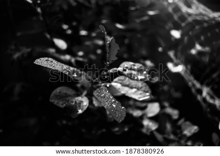 Close up monochrome photography of clean water drops on textured leaves at garden. Fresh trees and plants after rain in nature background. Transparent dew droplets, sparkle glare in morning sunshine.