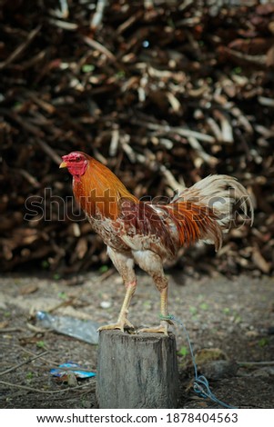 best adult roosters, rooster photography, great rooster  perched on a tree trunk