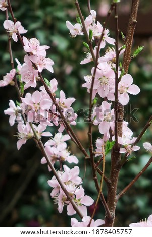 Prunus sargentii Japanese sakura flower                     
