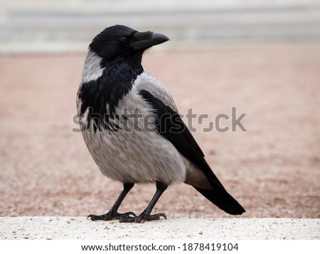 Young hooded crow also called hoodie against urban environment background with space for your text. Shallow depth, selective focus.