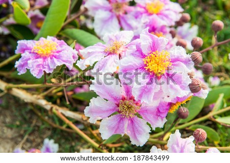 Close up of Lagerstroemia speciosa flower, Thailand