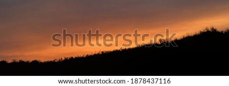 Sunrise grass and flowers silhouettes with orange dramatic sky