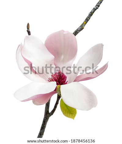 Magnolia liliiflora flower on branch with leaves, Lily magnolia flower isolated on white background