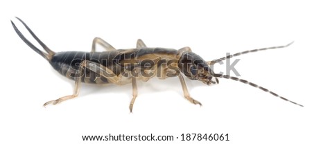 Earwig isolated on white background, extreme close-up with high magnification 