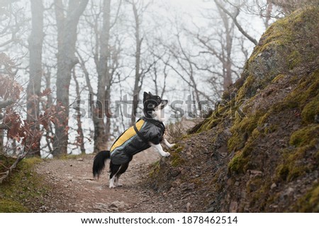 Dog chihuahua in mountain nature puppy