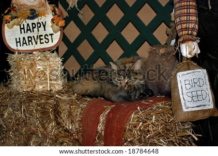 cat snoozing on a hay bale