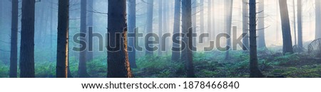 Panoramic view of the mysterious evergreen forest in a fog. Ancient pine tree silhouettes close-up. Dark atmospheric summer landscape. Sun rays. Nature, ecology, fantasy, fairytale, silence, darkness