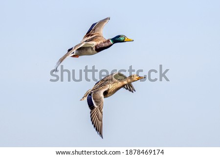 Flying duck with blue sky background. Royalty-Free Stock Photo #1878469174