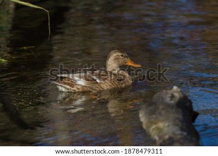 Female Mallard duck swimming in shallow water 