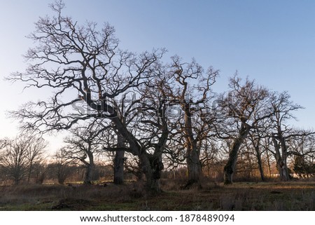 Old majestic oak trees in fall season in a nature reserve on the swedish island Oland