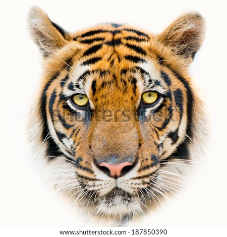 Close up Tiger face, isolated on white background.
