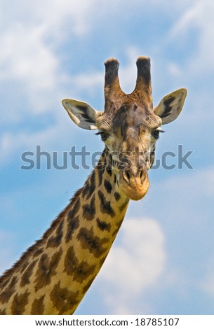 head of giraffe over blue sky
