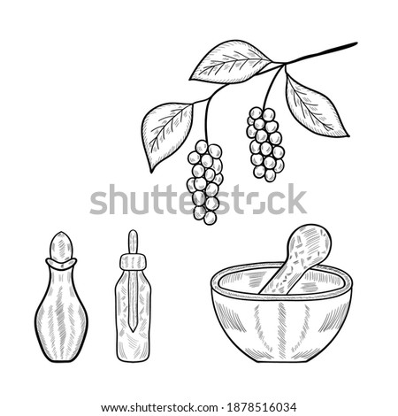 Branch with berries of Chinese Schisandra, isolated, in sketch style. Hand drawn illustration. Glass bottles for cosmetics, natural medicine, essential oils or other liquids, mortar, bowl, set