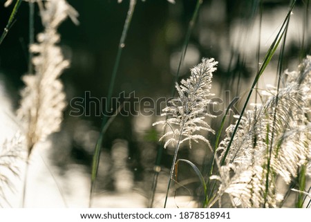 White flower grass on light sunny background