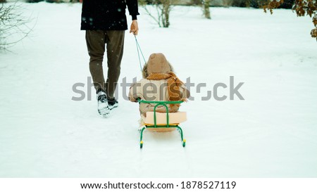 view from the back of a small child and father in the winter on the street.a father rides his little son on a sled in winter.                             