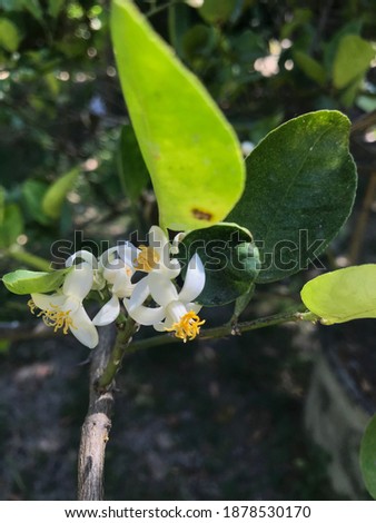 This picture is Citrus aurantifolia Swing as the Scientific name and Lime, Common Lime  Common name.