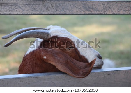 Side view White goat with brown mix A picture of a goat on a farm in the village A beautiful goat posing in Thailand