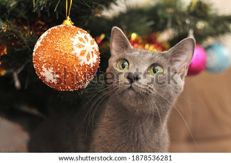 A cat of the Russian blue breed climbed onto the Christmas tree and plays with Christmas decorations.