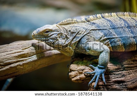 A large lizard monitor lizard crawls on a log. Close-up.