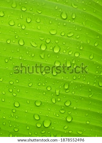 water drops on green banana leaf texture, macro shot of nature 