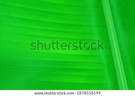 Abstract light green banana leaf pattern for background