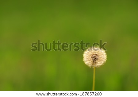 Dandelion seeds on the field in morning backlight