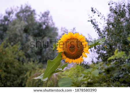 Scenic view on ripe sunflower by blurred background