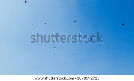Some birds flying in the blue sky