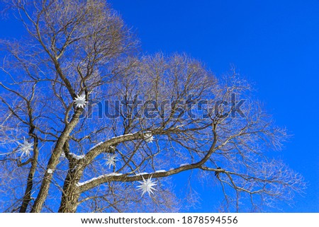A tree without leaves against a bright blue sky. Bare branches look beautiful in winter.