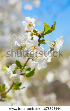 Spring pores background blooming cherry branches vertical frame.
