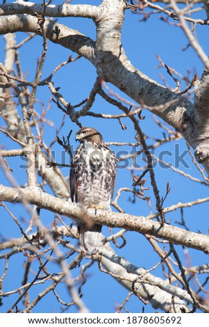 A picture of a juvenile red-tailed hawk perching on the branch.   