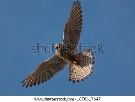a kestrel (Falco tinnunculus) hovers directly overhead in a clear blue sky whilst scanning the ground below for prey
