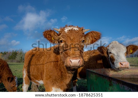 A closeup picture of a brown cow looking at the camera. Picture from Vomb, Scania county, Sweden