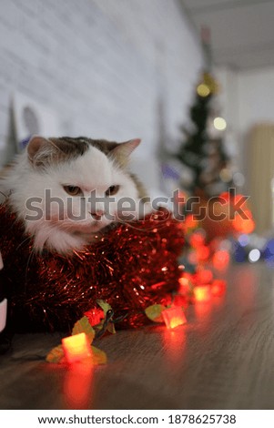 White Scottish longhair, Christmas tree and light in background