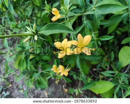 Barleria prionitis, It is used for various medicinal purposes in ayurvedic medicine. The juice of the leaves is applied to feet to prevent maceration and cracking in the monsoon season.