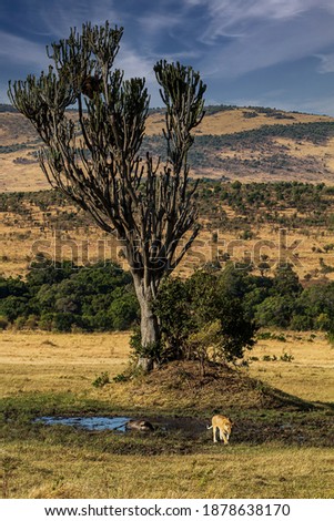 Lioness with Wildebeest carcass at Masai Mara