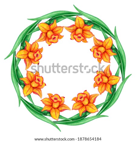 Floral spring wreath, with place for text. Hand drawn watercolor painting. Isolated illustration on a white background. Daffodils, yellow buds. Round green frame.
