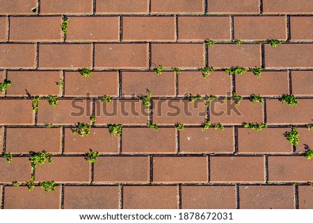 Red brick wall with moss texture background. Old road paved with the cobblestones or concrete brick. Pavement pattern. Green life breaks through from paver brick floor. Environment, ecology concept.