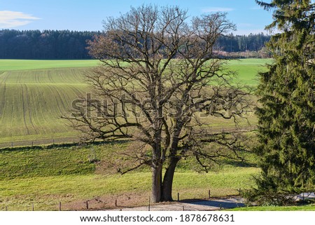 A big tree without leaves on the background of a green field Royalty-Free Stock Photo #1878678631