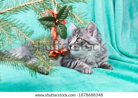 kitten playing with a christmas toy
