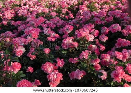 Landscaping and garden design. Spring blooming roses in the park. View of Rosa Jardins de France flower bed flower clusters of fuchsia, pink and white petals blossoming in the garden. 
