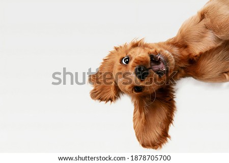 Funny dog smiling during a photography session