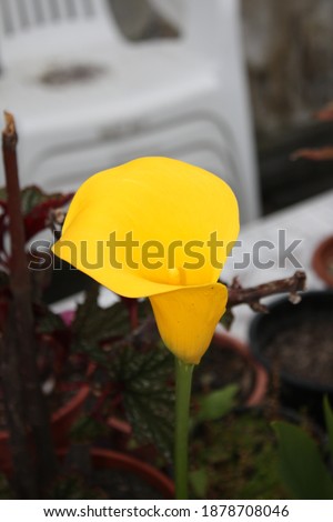Arum Lily flower in nature 