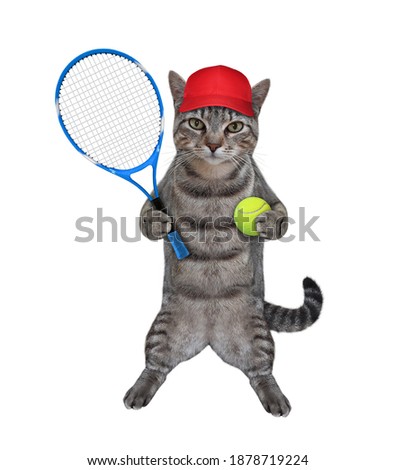 A gray cat athlete in a red cap holds a tennis racket and a ball. White background. Isolated.